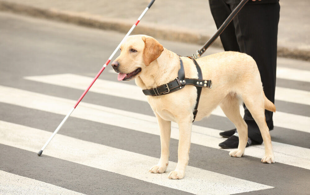 Guide dog helping blind man on pedestrian crossing