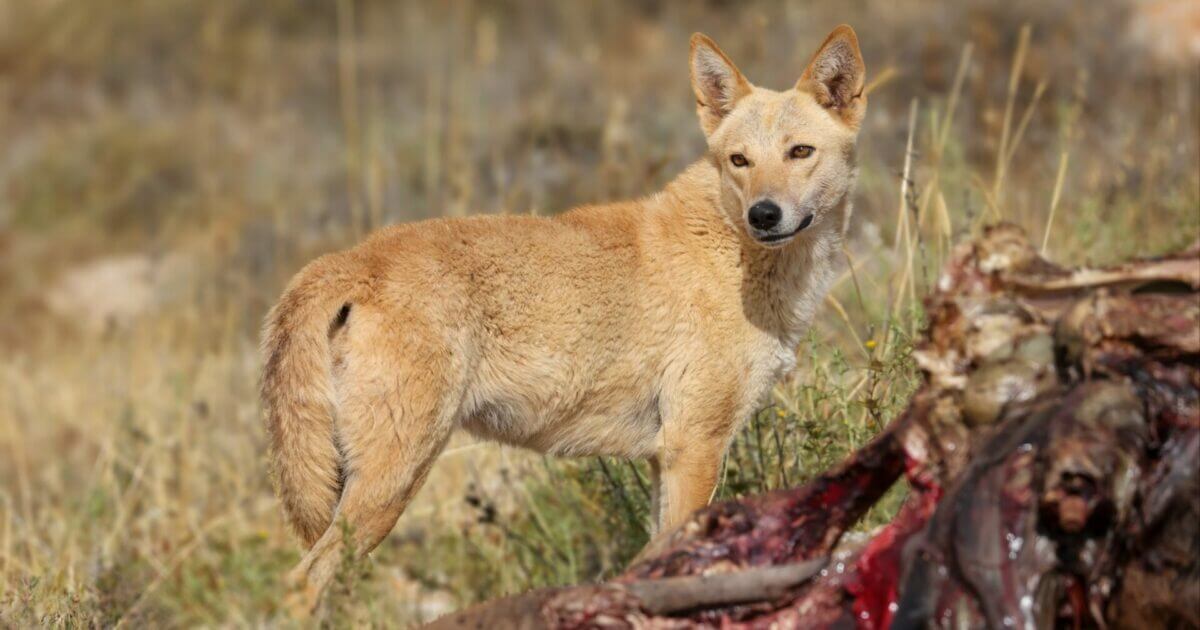 צילום: רשות הטבע והגנים